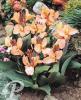 Canna Nains Rose