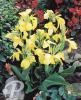 Canna Oiseau d Or