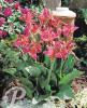 Canna Perkeo