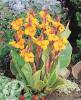 Canna Pretoria
