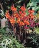 Canna Red King Humbert