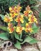 Canna Reine Charlotte