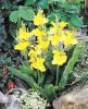 Canna Richard Wallace