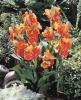 Canna Rosemond Coles