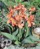 Canna Salmon Pink
