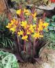 Canna Semaphore