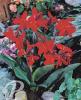 Canna Strassbourg