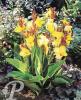 Canna Striped Beauty