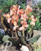 Canna Tirol