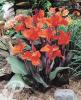 Canna Triomphe