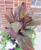 Canna Tropicana