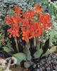 Canna Verdi