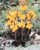 Canna Wyoming
