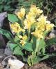 Canna Yellow Humbert