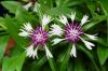 Centaurea Amethhyst In Snow