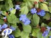 Ceratostigma plumbaginoide