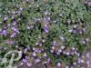 Chaenorhinum Blue Dream