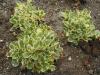 Chiastophyllum Oppositifolium