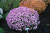 Chrysanthemum Anastacia