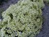 Clematis petriei