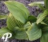 Convallaria majalis Albostriata