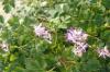 Corydalis Leucanthema Silver Spectre