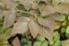 Corydalis Quantemerianum Chocolate Stars