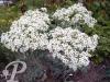 Crambe maritima