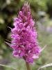 Dactylorhiza Majalis