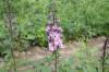 Delphinium Elatum Little Flamingo