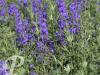 Delphinium belladonna Atlantis