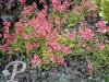 Diascia barberea Belmore Beauty