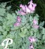 Dicentra Candy Hearts