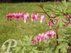 Dicentra spectabilis