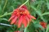 Echinacea Hot Papaya