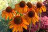 Echinacea Tiki Torch