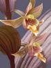 Epipactis Gigantea