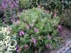 Erodium manescavii