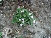 Erodium variabile Roseum