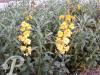 Erysimum cheiri Harpur Crewe