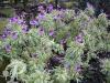 Erysimum linifolium variegatum