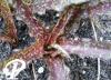 Eucomis vander merwei