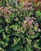 Eupatorium Phantom