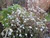 Eupatorium rugosum Chocolate