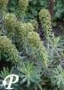 Euphorbia Baby Black Pearl