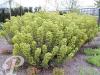 Euphorbia amygdaloides Martinii