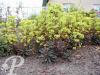 Euphorbia amygdaloides Purpurea