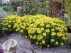 Euphorbia polychroma