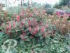 Fallopia japonica var compacta