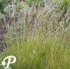 Festuca gautieri